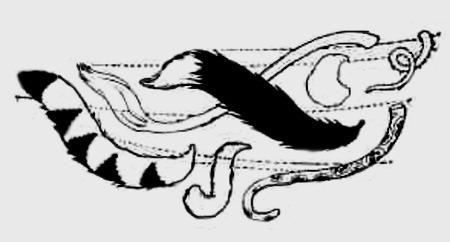a line drawing of different animal tails