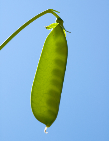 a peapod hanging from a vine