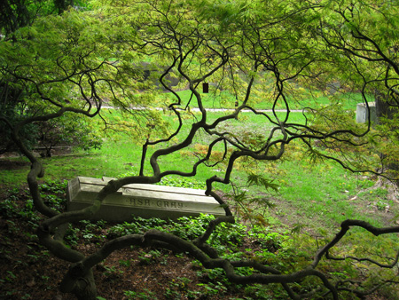 a flat tombstone behind a tree